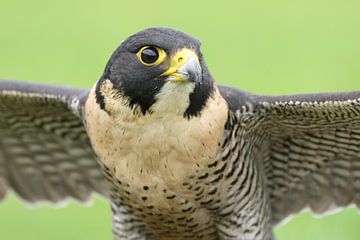 Slechtvalk (Falco peregrinus) van Ronald Pol