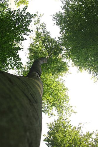 Mächtige Buche von unten