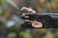 Paddenstoelen op een hoopje