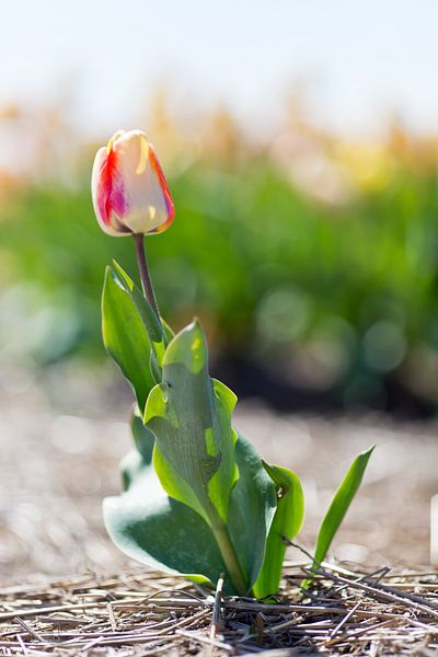 Tulp by Robert van Grinsven