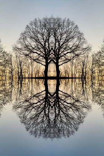 Transformation of a tree 2