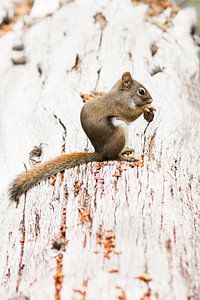 Yellowstone squirrel sur Antine van der Zijden