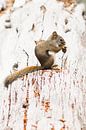 Yellowstone eekhoorn par Antine van der Zijden Aperçu