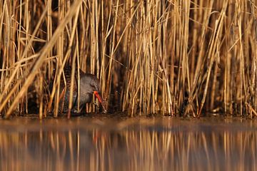 De schuwe waterral tussen het riet van Vincent Verkuil