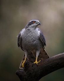 Goshawk in the forest by Tom Zwerver