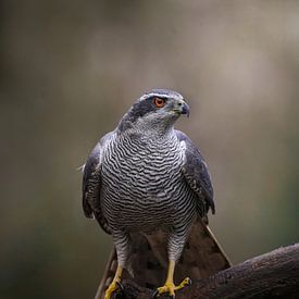 Havik in het bos van Tom Zwerver