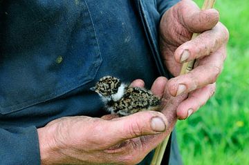 boer bescherm jonge kievit en houd ze samen met lokatie stokjes in de hand van Hans Hut