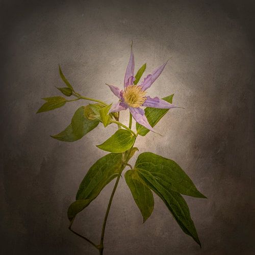Sierlijke bloem - De Clematis | Vintage stijl