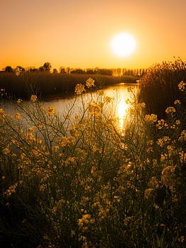 Colza à la lumière du soir
