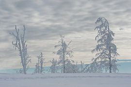Schneelandschaft von gj heinhuis