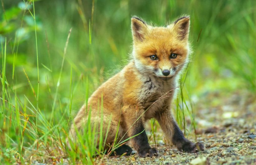 Fox cub by Harry Punter