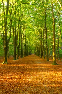 Chemin à travers une forêt de hêtres avec des feuilles brunes sur le sol de la forêt. sur Sjoerd van der Wal Photographie