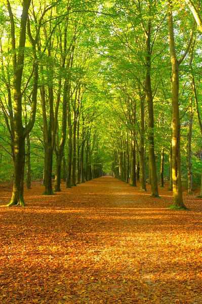 Chemin à travers une forêt de hêtres avec des feuilles brunes sur le sol de la forêt. par Sjoerd van der Wal Photographie