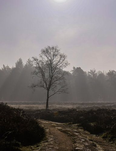 Baum unter dem Sonnenschein