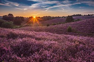 Paarse heide op de Posbank van Ronne Vinkx