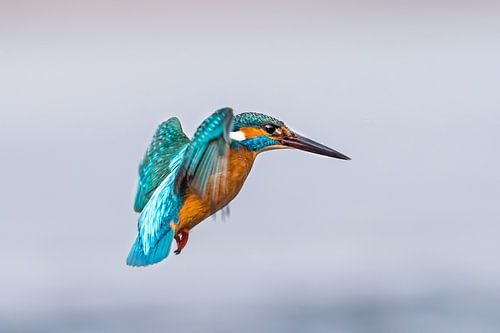 IJsvogel, Alcedo atthis