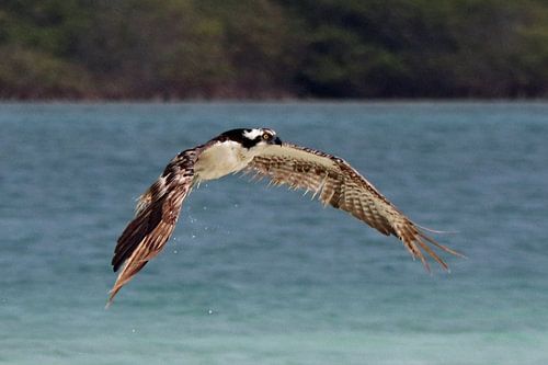 Osprey sur Bonaire, Ospray sur Bonaire en vol