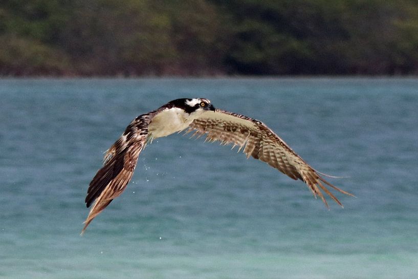 Fischadler auf Bonaire, Ospray auf Bonaire auf der Flucht von Silvia Weenink