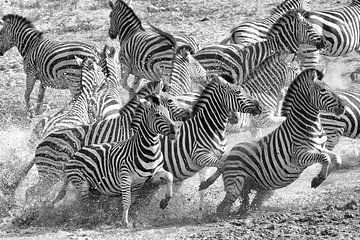 Zebra Escape van Angelika Stern