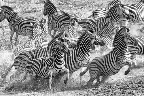 Zebra Flucht