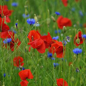 Klaprozen en korenbloemen in een veld  von Elfriede de Jonge Boeree