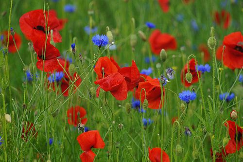 Klaprozen en korenbloemen in een veld 