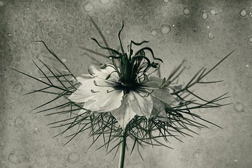 Launische Blume II