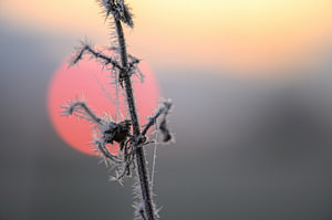 Stacheln für die Sonne