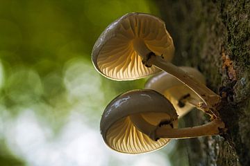 Porcelain fungi by Dorien Jacobson