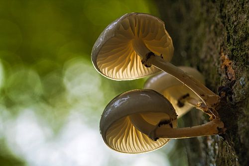 Porcelain fungi