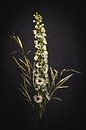 Witte bloem met takjes tegen een donkere achtergrond van MICHEL WETTSTEIN thumbnail