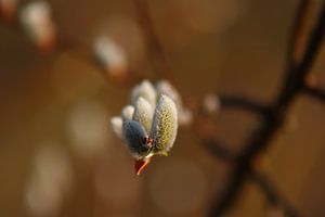 Salix, katje van John Kerkhofs