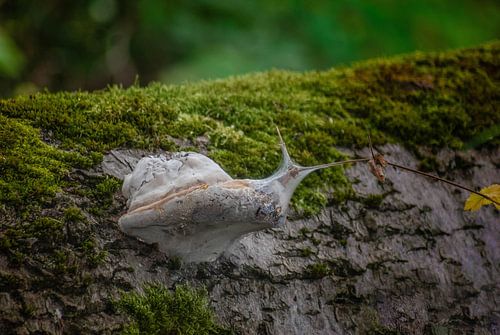 Schlangenlook von Thomas Depauw