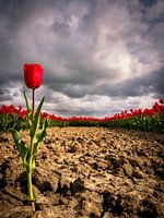  Lonely tulip