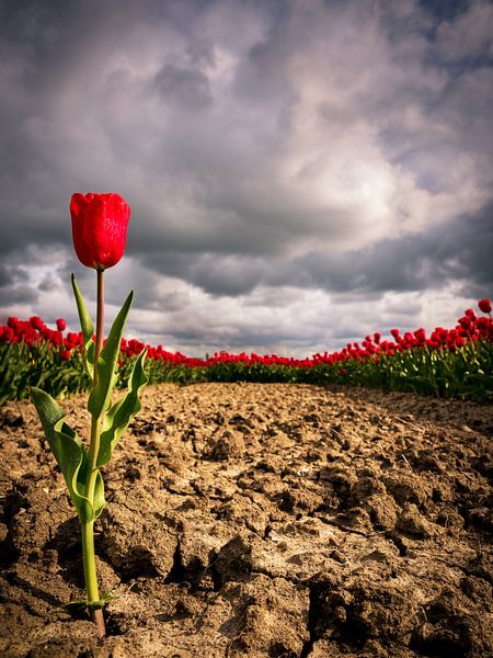 Tulipe solitaire par Philippos Kloukas