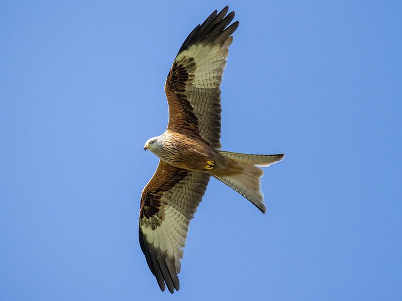 A red kite makes its rounds by Teresa Bauer