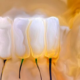 Magical white tulips on a bed of gold by Jenco van Zalk