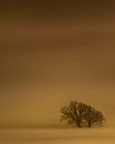 Golden winterday. by Jonas Röjestål thumbnail