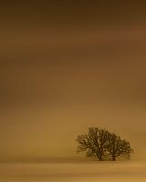 Golden winterday.