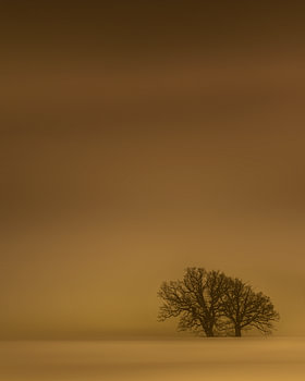 Golden winterday.