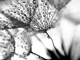 Paardenbloem zwart-wit van Julia Delgado