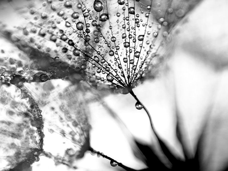 Dandelion blackandwhite by Julia Delgado