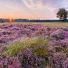 Flowering heather on the Hasselsvennen, Leende by Joep de Groot