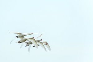 Schwäne im majestätischen Flug auf dem Brabantse Biesbosch II