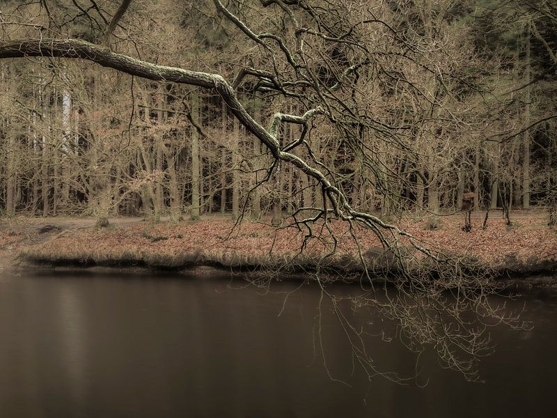 Spaziergang durch den Busch. Impressionismus von Alie Ekkelenkamp