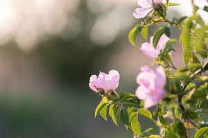 wilde Rose