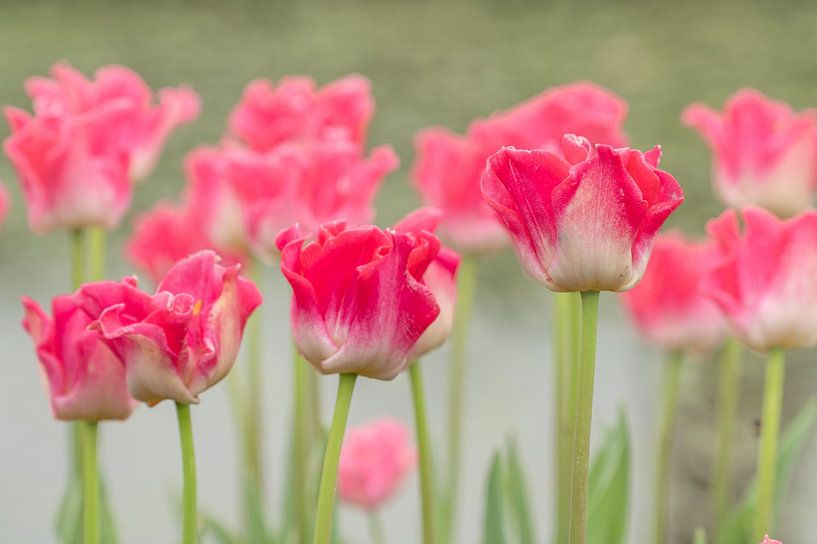 The Tulip a photogenic flower by Jolanda van Haeften