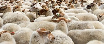 flock of sheep by Marieke Funke