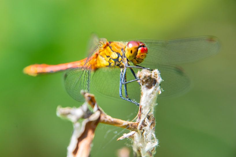 Fragile strength by Rob Oude Lashof