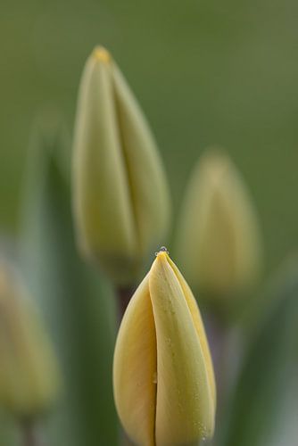beauté cachée, tulipes fermées avec gouttes d'eau - verborgen schoonheid, gesloten tulpen met waterdruppels - beauté cachée fermées avec gouttes d'eau